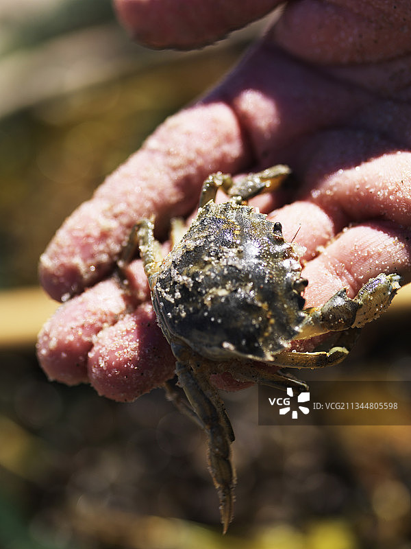 沙滩上手中的活螃蟹图片素材