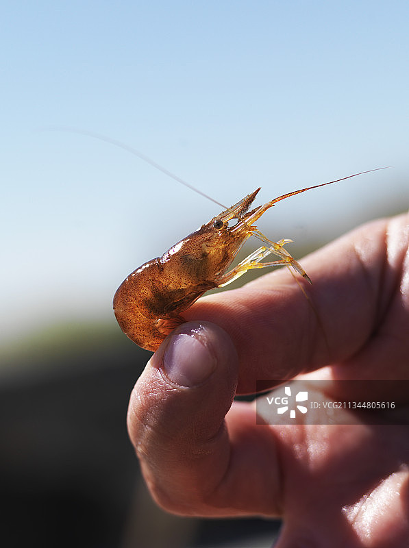 手中的活虾图片素材