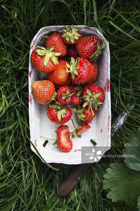 草地上纸板盒中的鲜摘草莓图片素材
