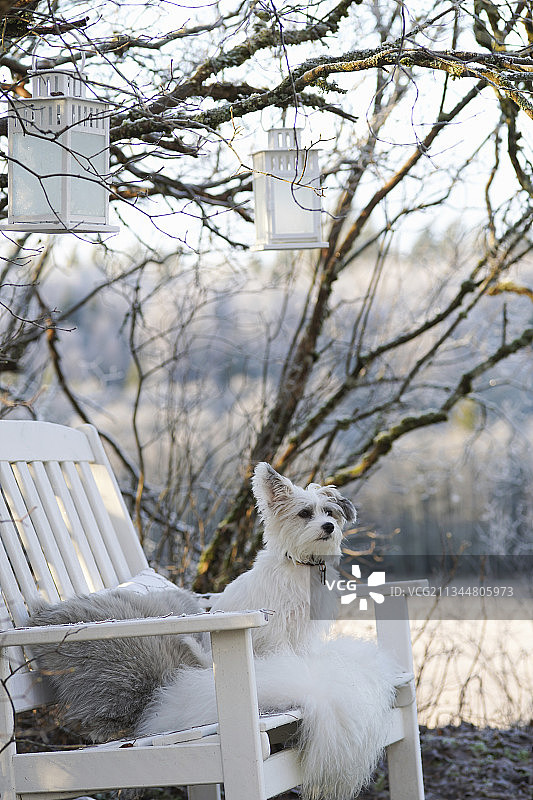 冬日花园：小狗坐在白色木凳上，树上挂着灯笼图片素材