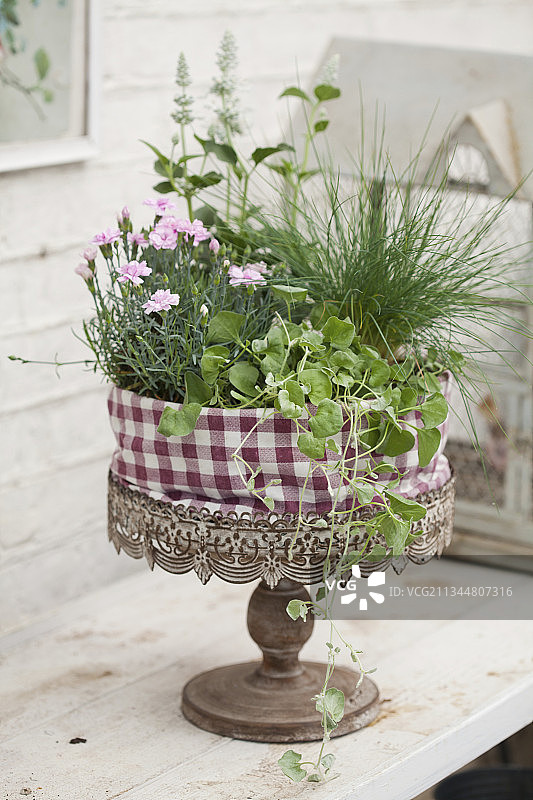 包裹在织物中的粉色盆栽图片素材