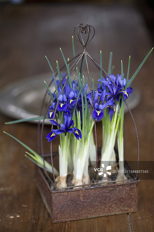 种植在生锈容器中的网纹鸢尾花图片素材