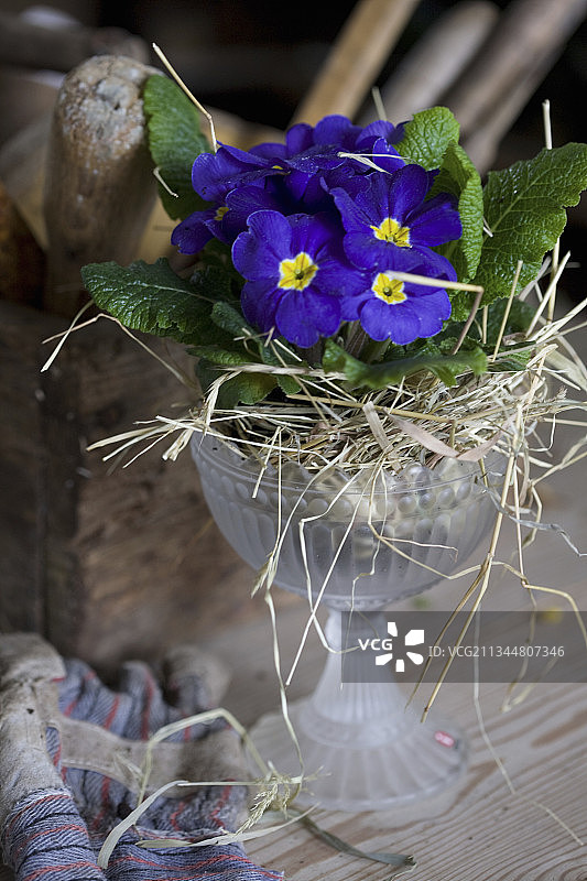 种植在玻璃高脚杯中的蓝色报春花图片素材