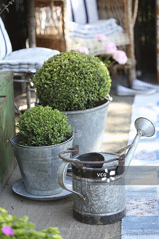 锌桶中的黄杨木球图片素材