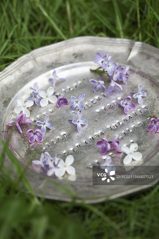 锡盘上的丁香色小花图片素材