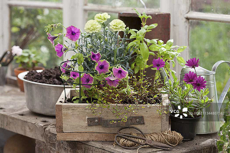 为夏季在温室中种植做准备图片素材