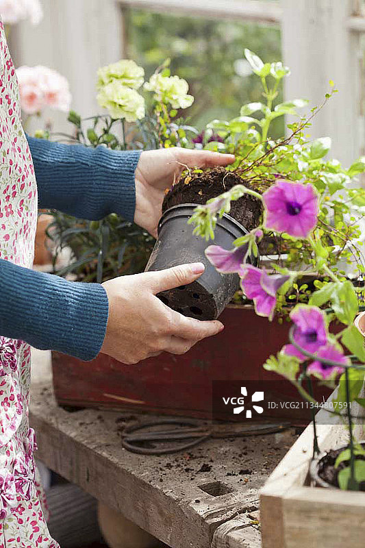 从塑料盆中取出栽培植物图片素材