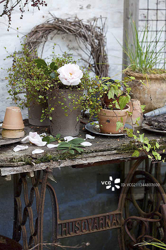 金属花盆中的玫瑰花图片素材