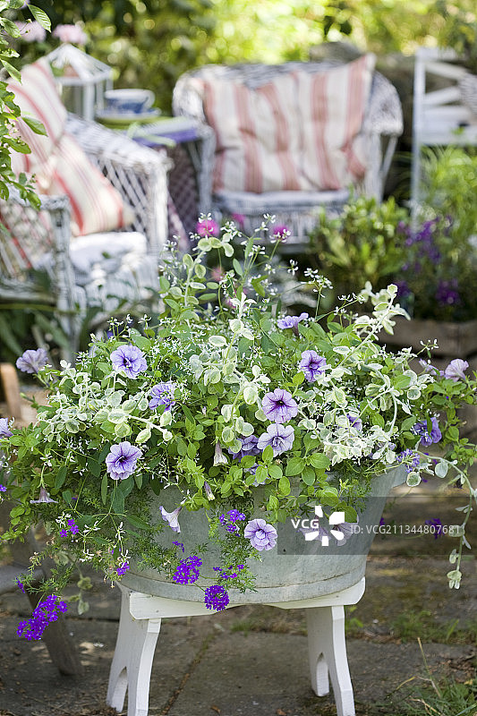 种植在锌桶里的矮牵牛、马鞭草和优雅的大戟图片素材