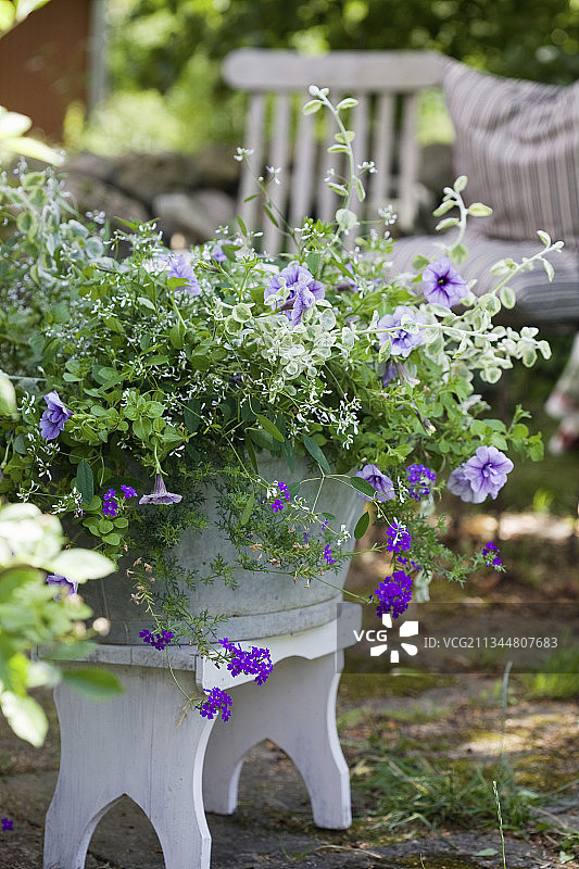 种植在锌桶里的矮牵牛、马鞭草和优雅的大戟图片素材