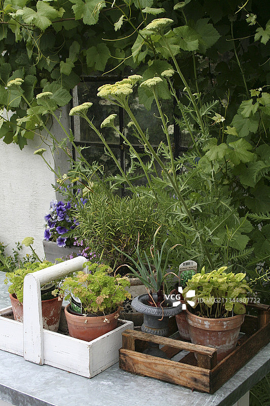 黄色蓍草、迷迭香、矮牵牛、洋葱盆栽图片素材