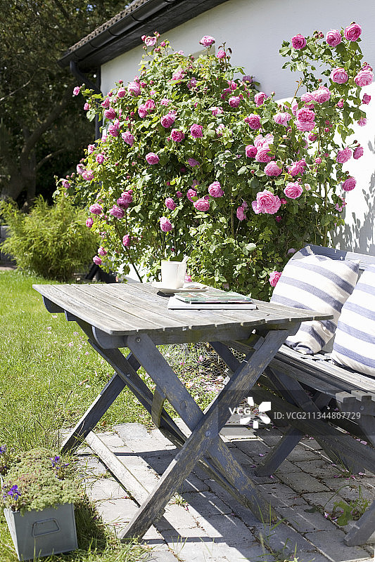 桌子和长凳旁的攀缘玫瑰图片素材