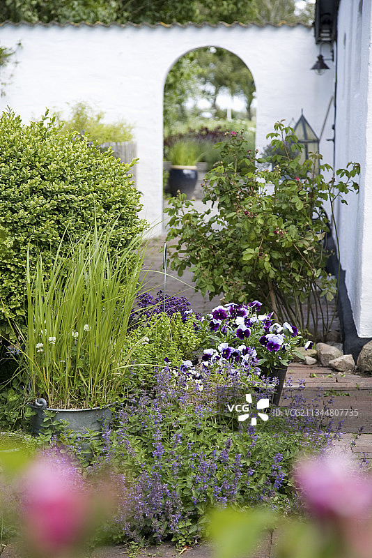 庭院花园中种植的盆栽和玫瑰图片素材