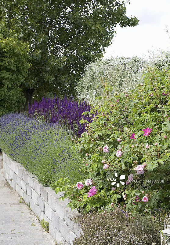 玫瑰、薰衣草和鼠尾草覆盖的干燥石墙图片素材