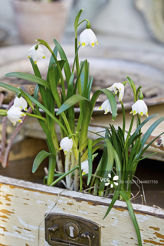 旧抽屉里开花的春雪花图片素材