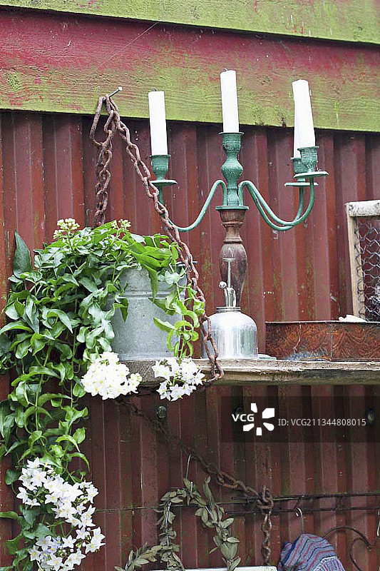 烛台旁的马铃薯藤图片素材