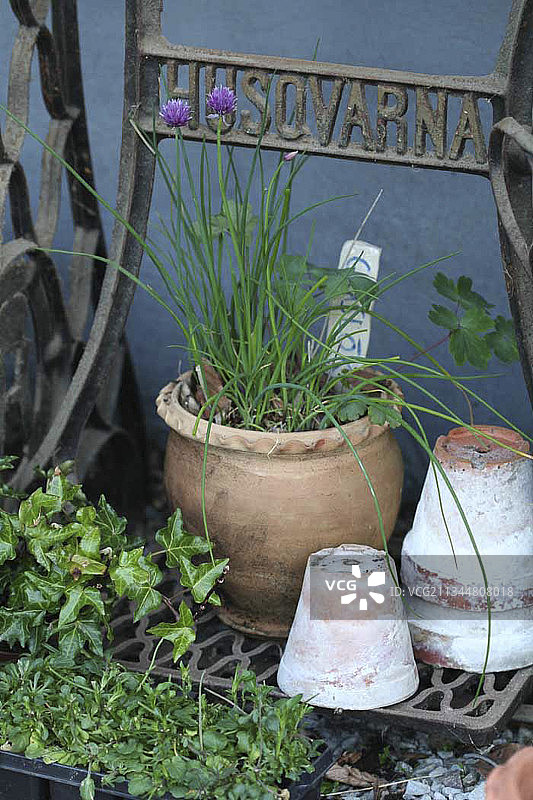 赤陶盆中开花的韭菜图片素材