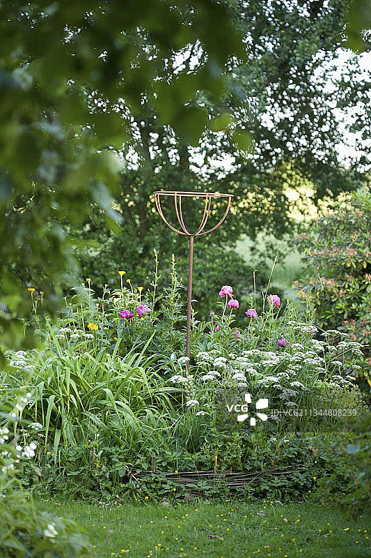 初夏花坛中的多年生植物图片素材