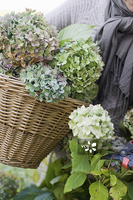 绿色绣球花被切割并收集在篮子里图片素材