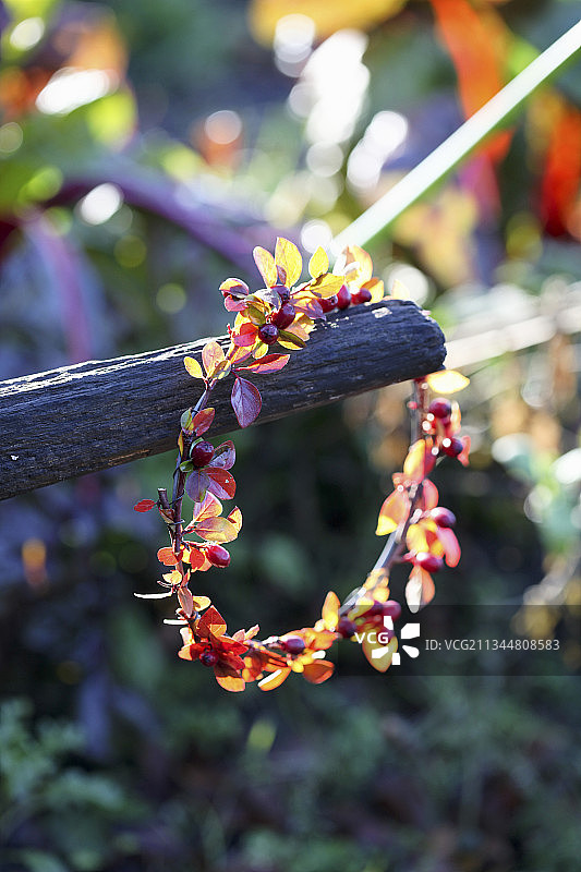 用枸杞制成的花环图片素材