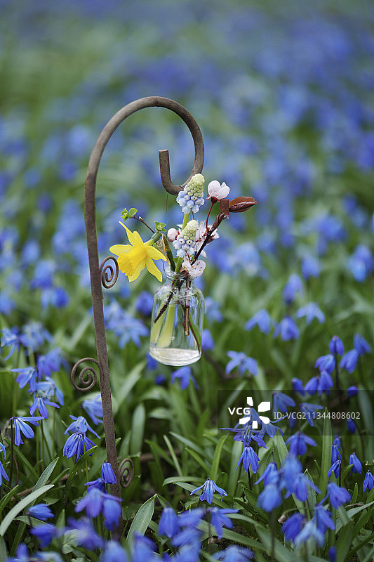 水仙花、葡萄风信子和开花树枝花束，挂在春天野韭菜地毯的装饰弯钩上的小瓶子里图片素材