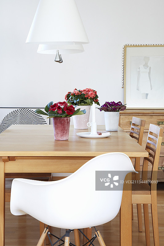 仙客来、秋海棠和非洲紫罗兰图片素材