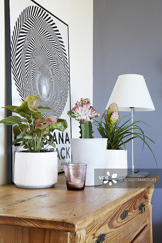 抽屉柜上的箭头叶植物图片素材