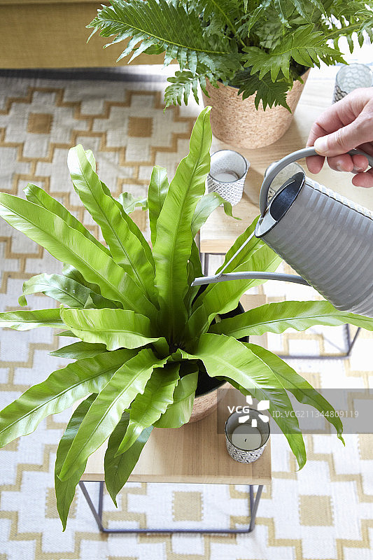 给中心位置的鸟巢蕨浇水图片素材