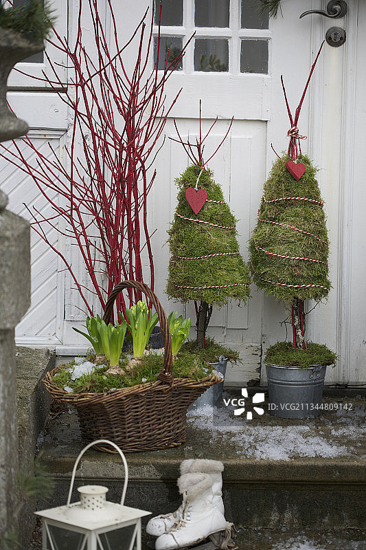 房屋入口前的风信子、珊瑚木树枝和苔藓树篮子图片素材