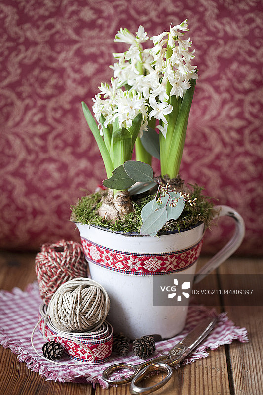 搪瓷杯里的风信子图片素材
