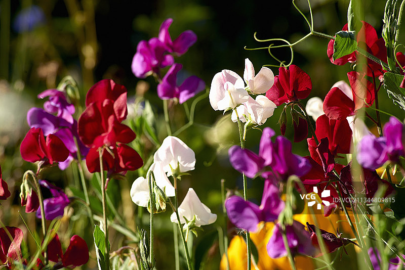香豌豆图片素材