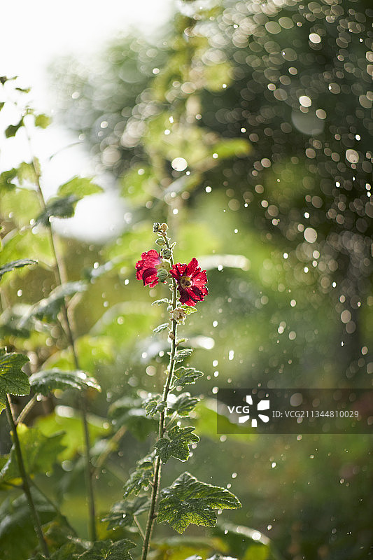 雨中的蜀葵花图片素材