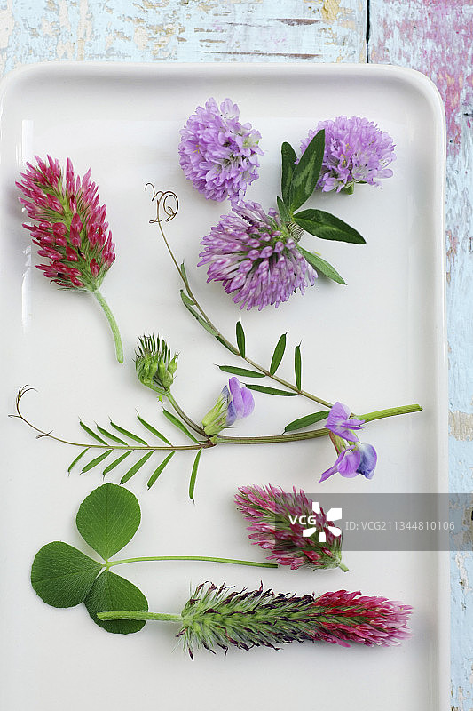 红三叶草、深红三叶草、红羽三叶草和普通野豌豆花图片素材