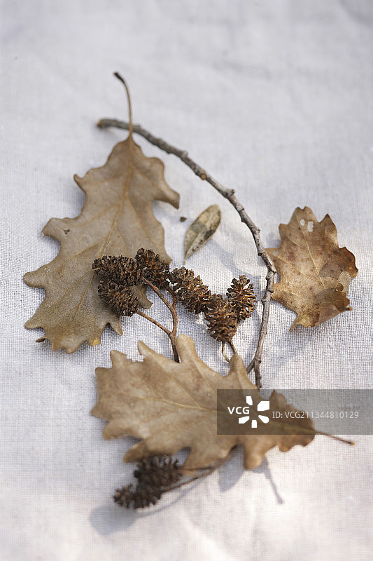 橡树叶和桤木球果图片素材