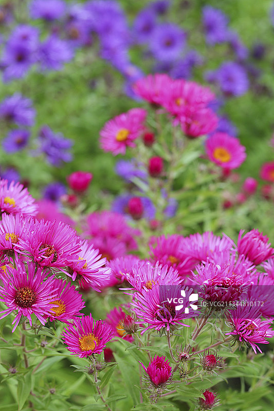 新英格兰紫菀花境图片素材