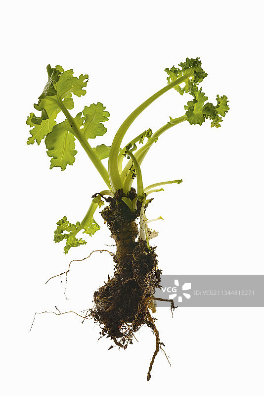 海甘蓝属植物图片素材