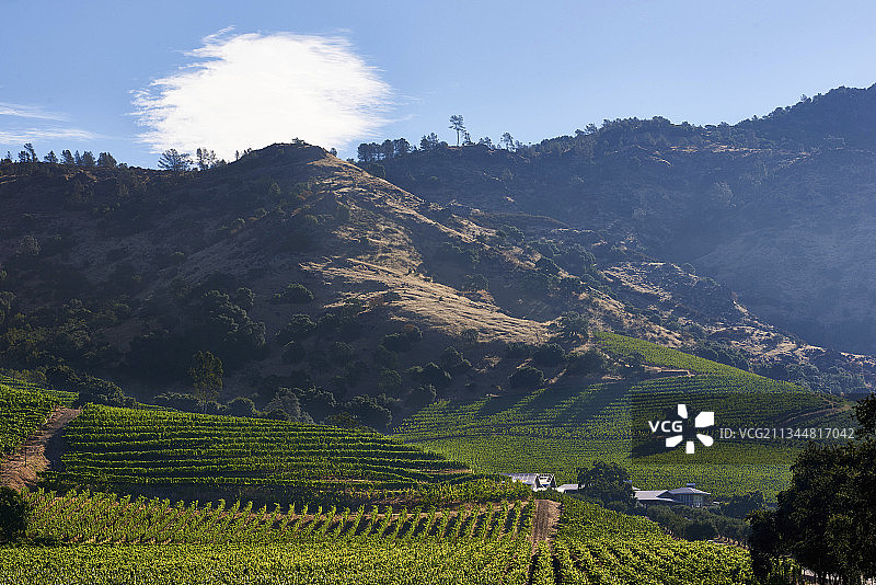 葡萄园风光：赫兹酒窖小径，美国加利福尼亚州纳帕谷图片素材