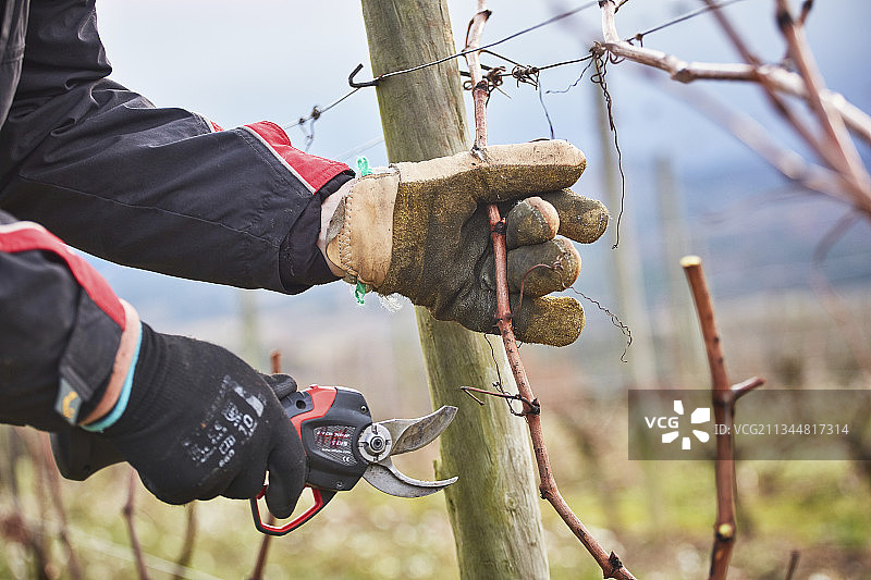 朗格多克利穆的巴罗纳克庄园，法国，葡萄藤正在被修剪图片素材