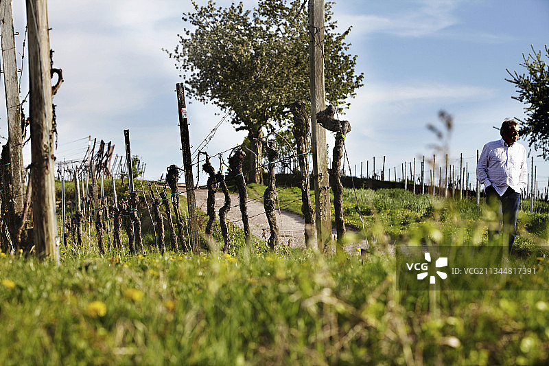 莱茵河畔的葡萄园景观图片素材