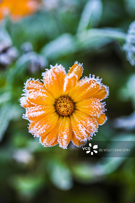 初霜后的万寿菊图片素材