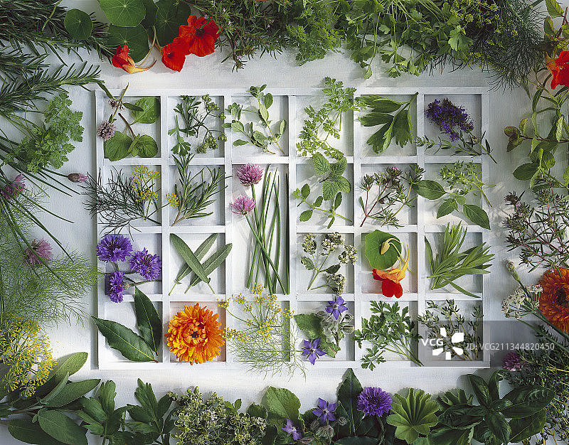 框架边缘周围有各种草药图片素材