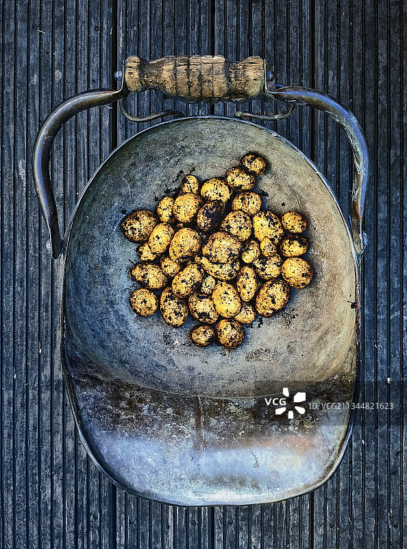 小土豆图片素材