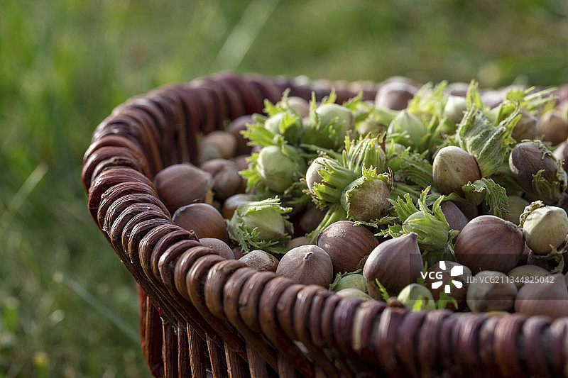 篮子里新鲜采摘的榛子图片素材