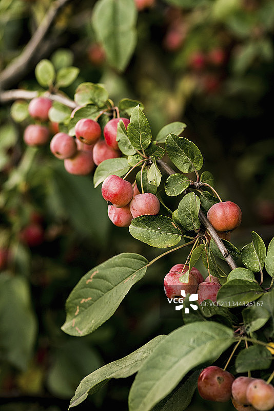 树上的观赏苹果图片素材