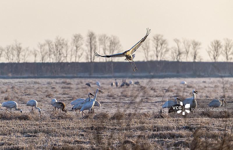 降落的鸟图片素材
