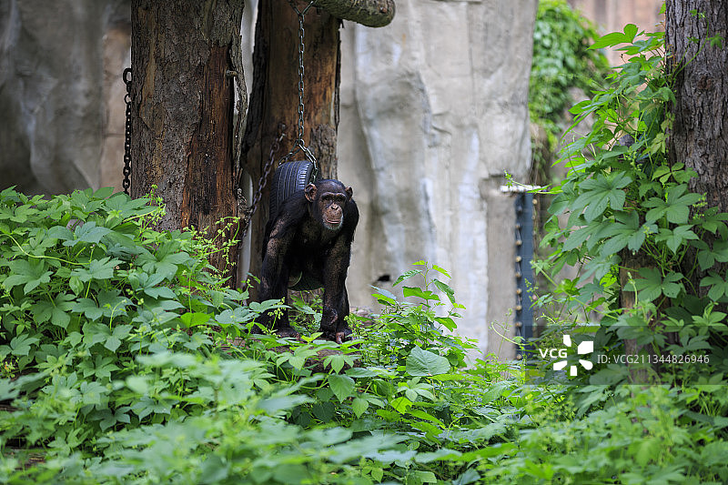 北京动物园，黑猩猩图片素材