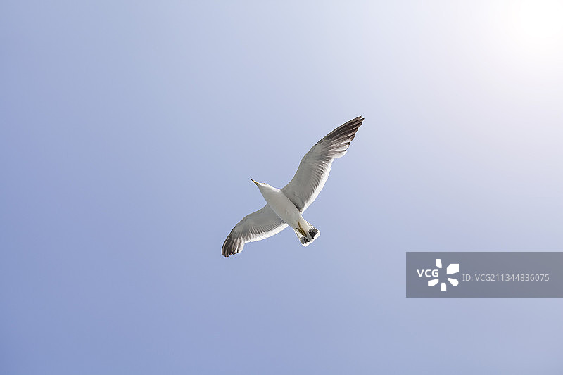 飞翔的海鸥特写图片素材