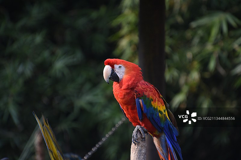 金刚鹦鹉图片素材