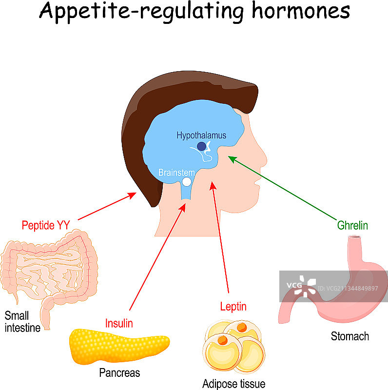 调节新陈代谢和食欲的激素图片素材