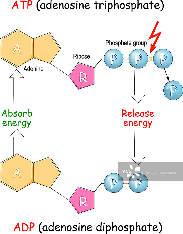 ATP与ADP细胞能量吸收释放图片素材
